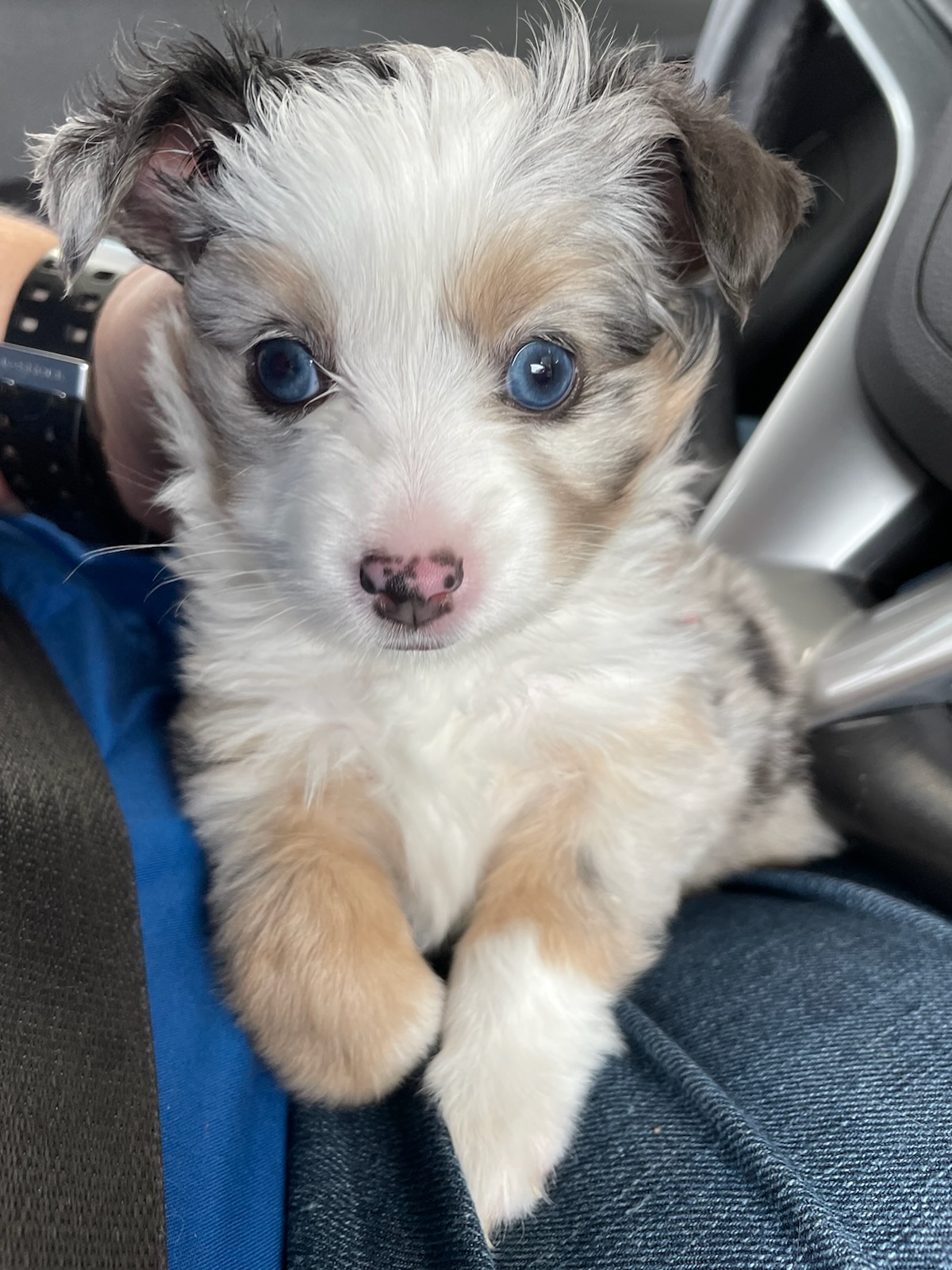 A small dog sitting in the driver's seat of a car