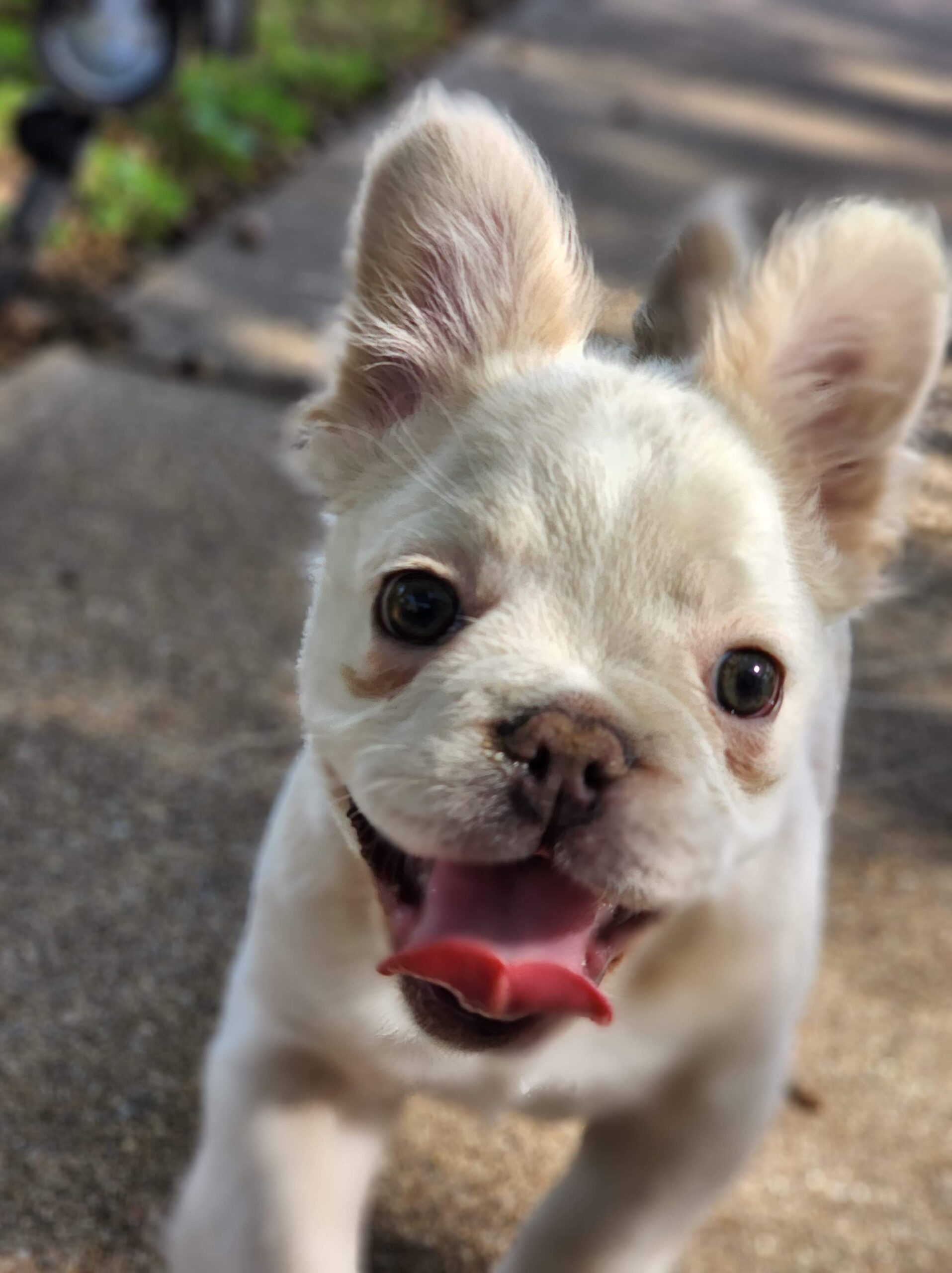 Playful small white dog