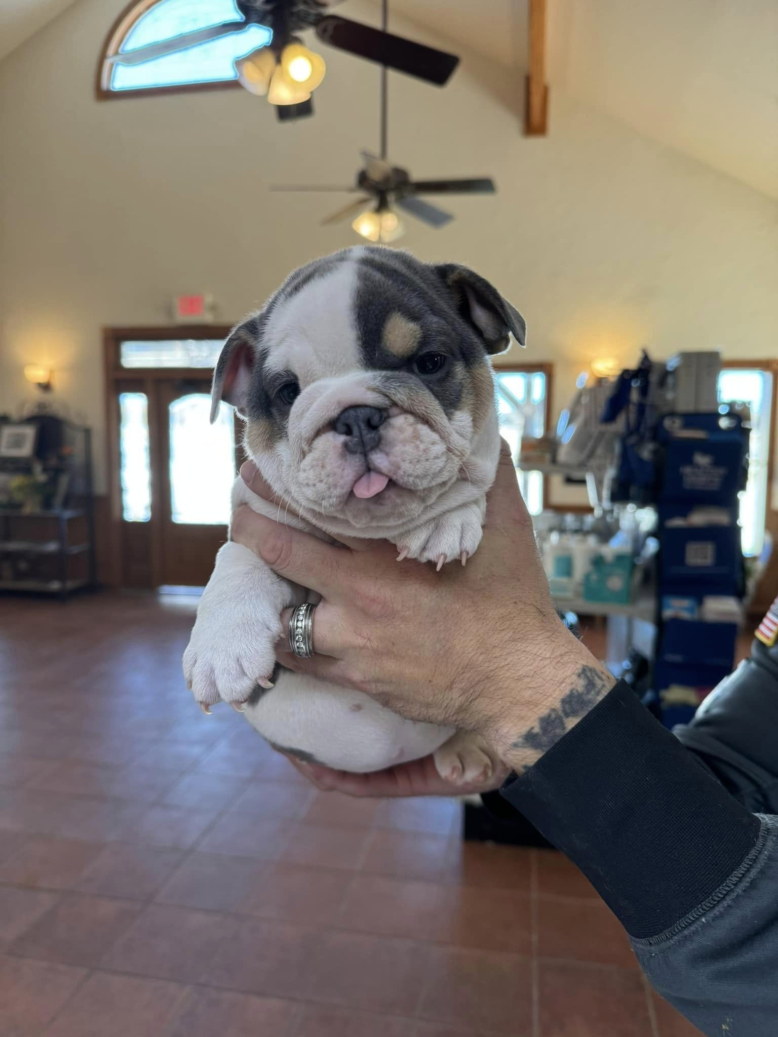 a person holding a cute bulldog puppy