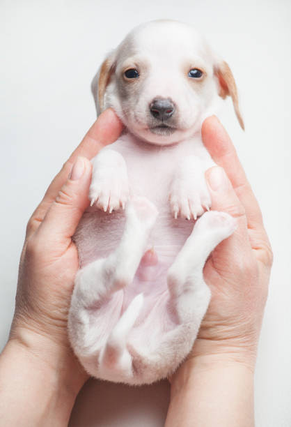 a person holding a small white puppy in their hands