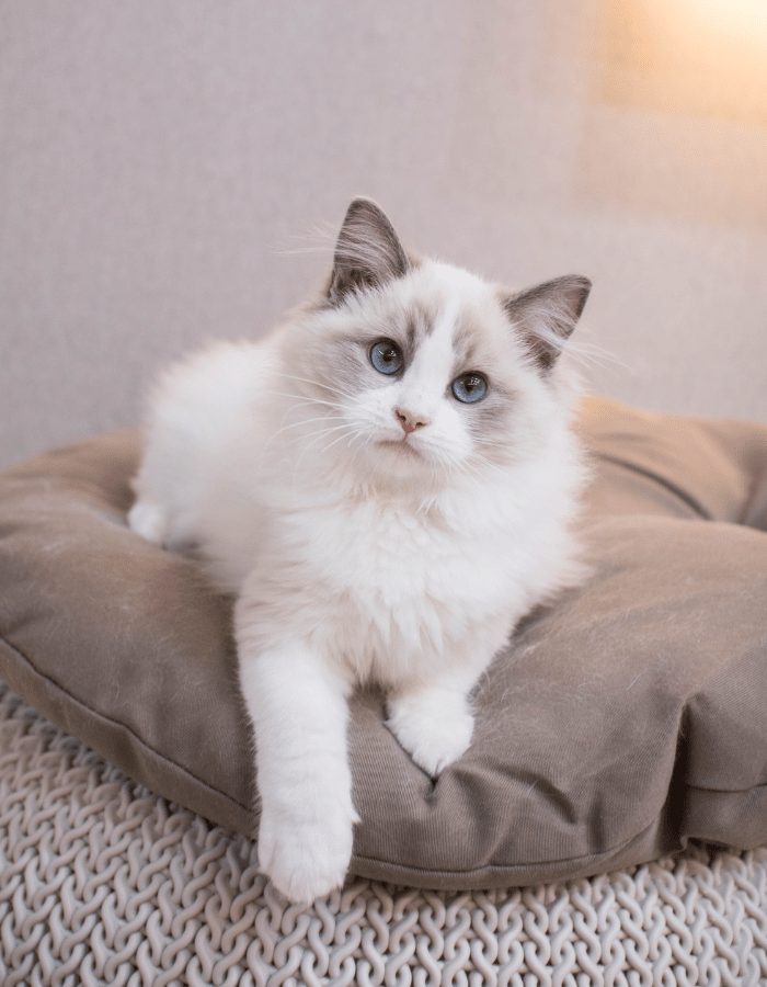 A  kitten with blue eyes sits on a pillow