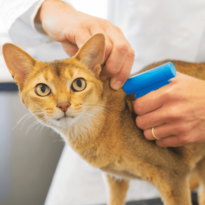 vet inserting a microchip device in a cat 