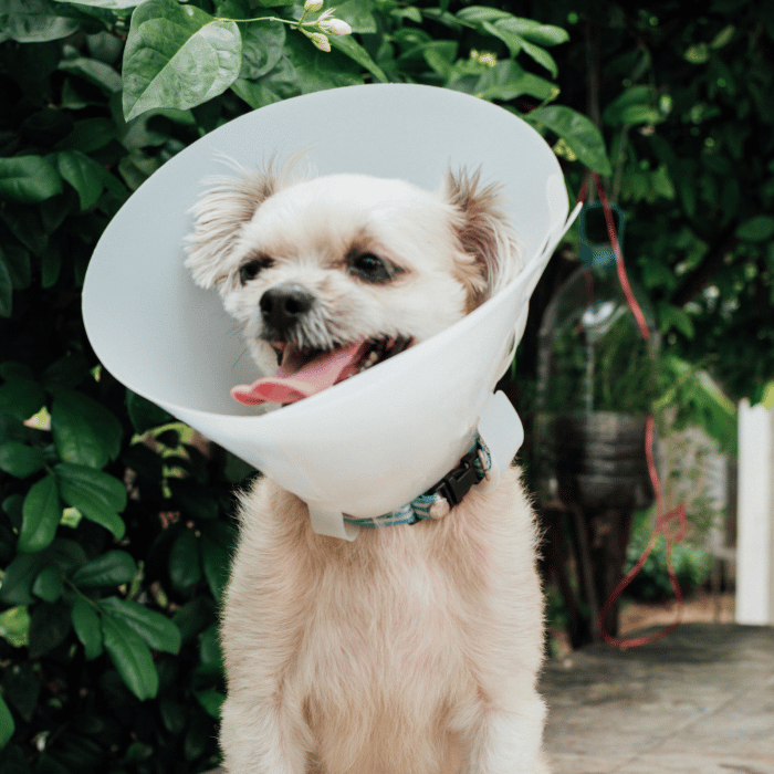 dog wearing surgery collar 