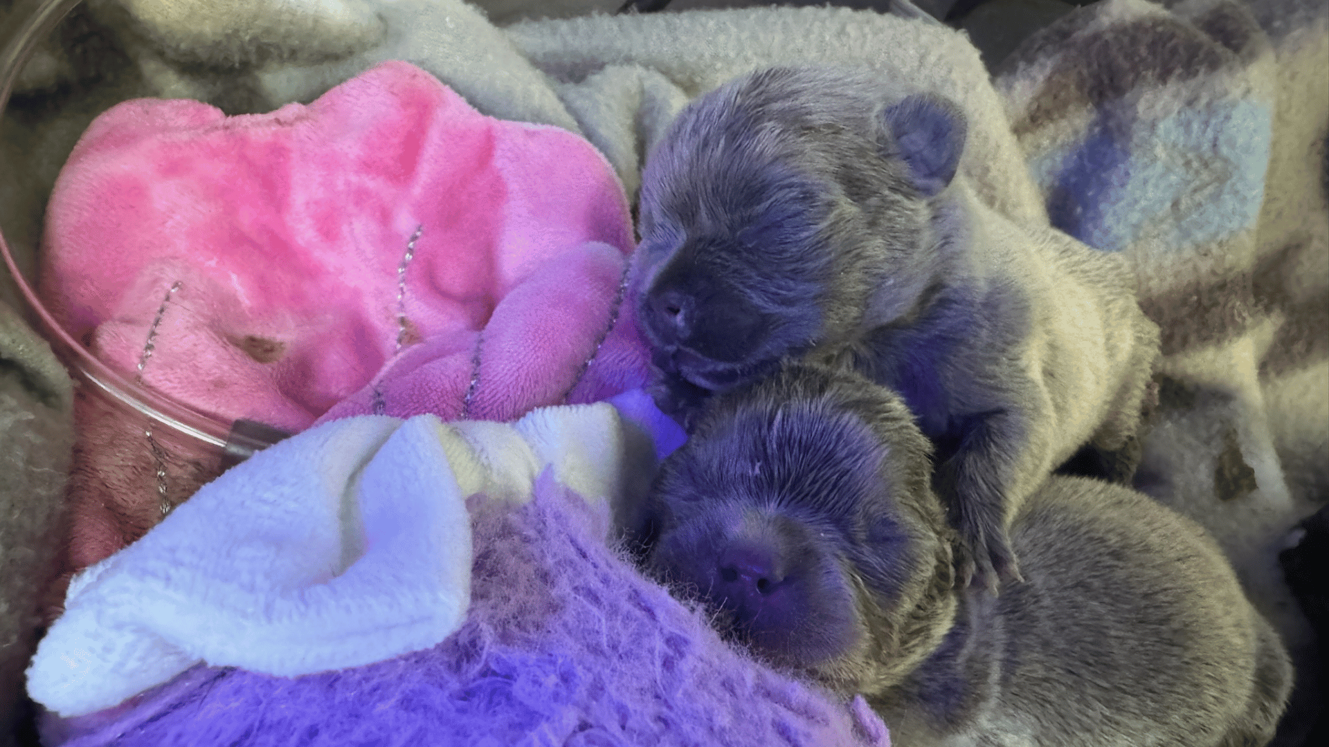 two adorable puppies peacefully napping